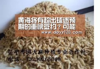 黄海将有超出球迷预期的重磅签约?可能性很大!-米兰·(milan)中国官网(图2) milan米兰