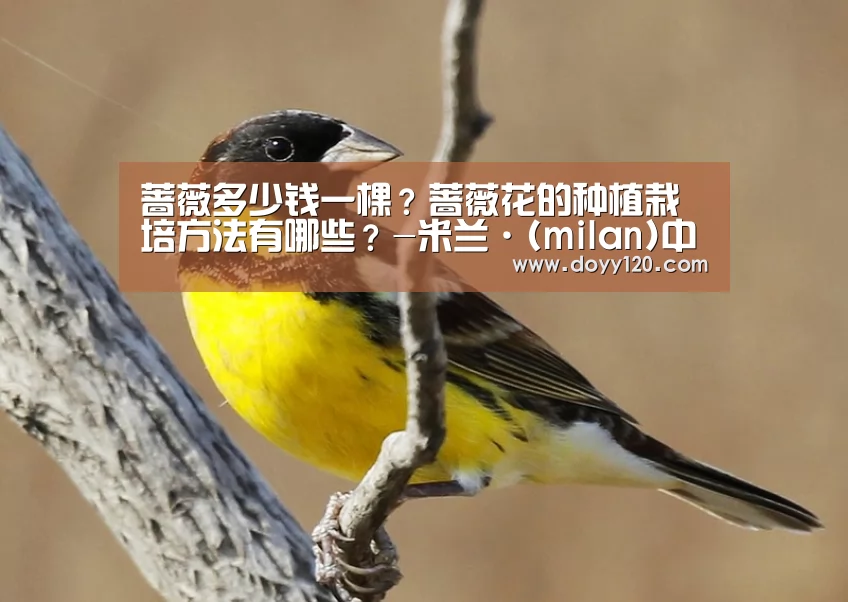 蔷薇多少钱一棵?蔷薇花的种植栽培方法有哪些?-米兰·(milan)中国官网(图1) milan米兰
