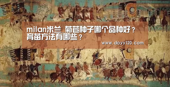 milan米兰_菊苣种子哪个品种好?育苗方法有哪些?(图4) 米兰·(milan)中国官网