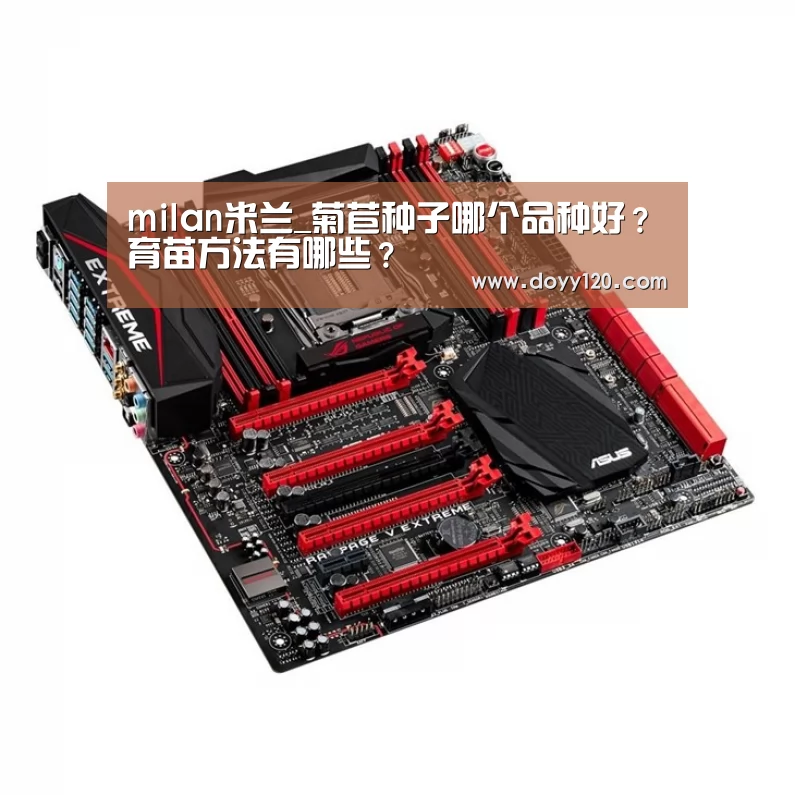 milan米兰_菊苣种子哪个品种好?育苗方法有哪些?(图3) 米兰官方网站