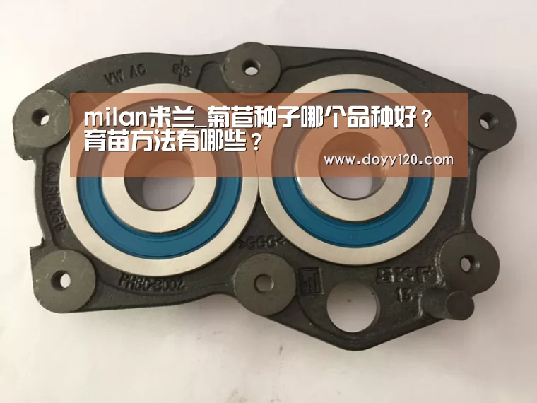 milan米兰_菊苣种子哪个品种好?育苗方法有哪些?(图2) 米兰官方网站