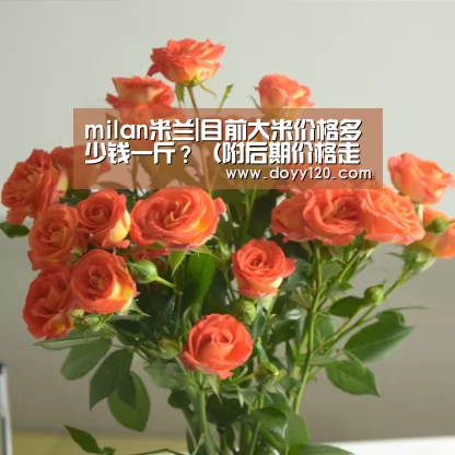 milan米兰|目前大米价格多少钱一斤?(附后期价格走势分析)(图1) milan米兰