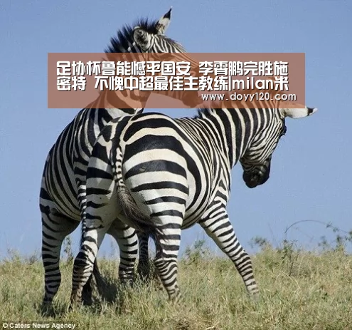 足协杯鲁能憾平国安 李霄鹏完胜施密特 不愧中超最佳主教练|milan米兰(图1) 米兰官方网站